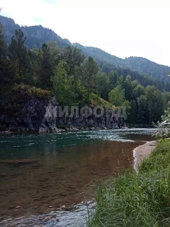 Участок в Алтайский край, Краснощековский район, Чинетинский ... - Фото 1