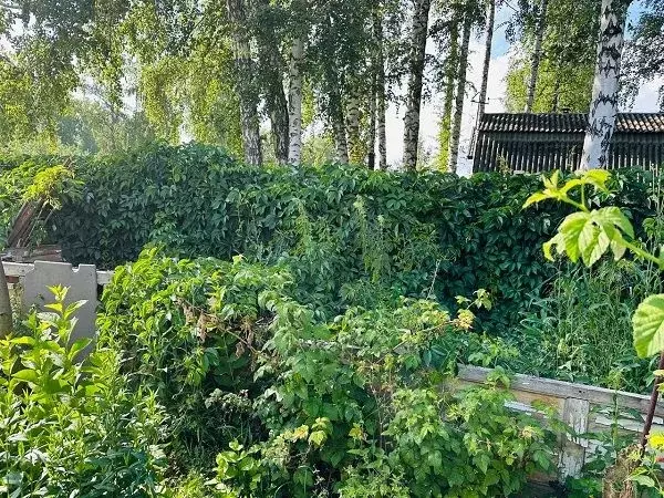 Участок в Новосибирская область, Новосибирск Сибиряк СНТ, ул. Осиновая ... - Фото 1