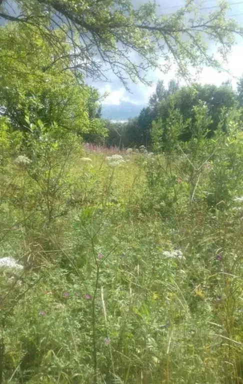 Участок в Новгородская область, Крестецкий район, д. Новое Рахино  ... - Фото 0