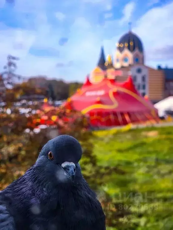 1-к кв. Калининградская область, Калининград наб. Генерала Карбышева, ... - Фото 0