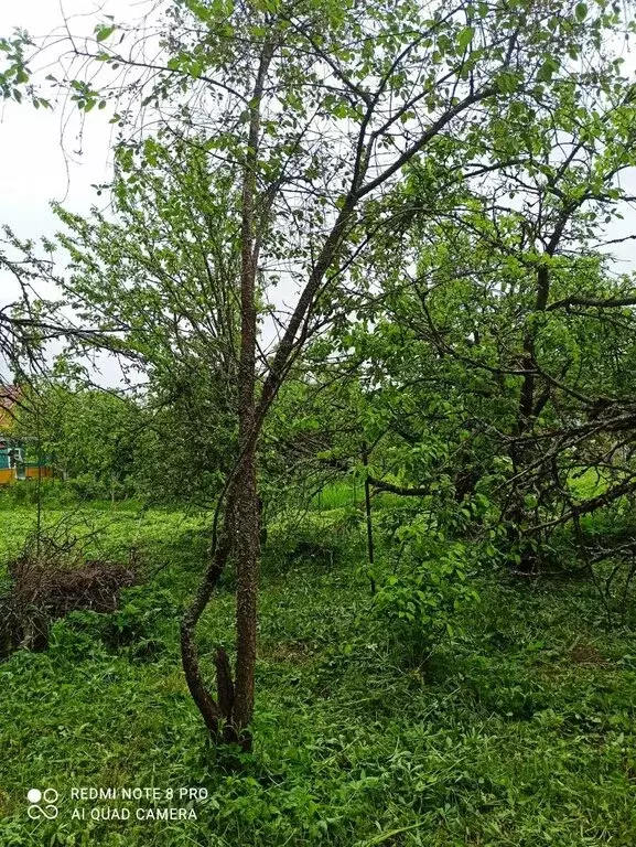 Участок в Мгинское городское поселение, садоводческий массив Апраксин, ... - Фото 2