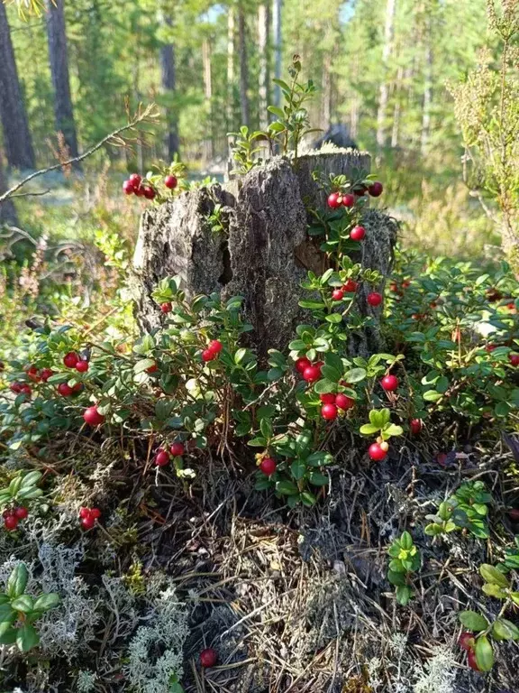 Участок в Ленинградская область, Приозерский район, Сосновское с/пос, ... - Фото 1