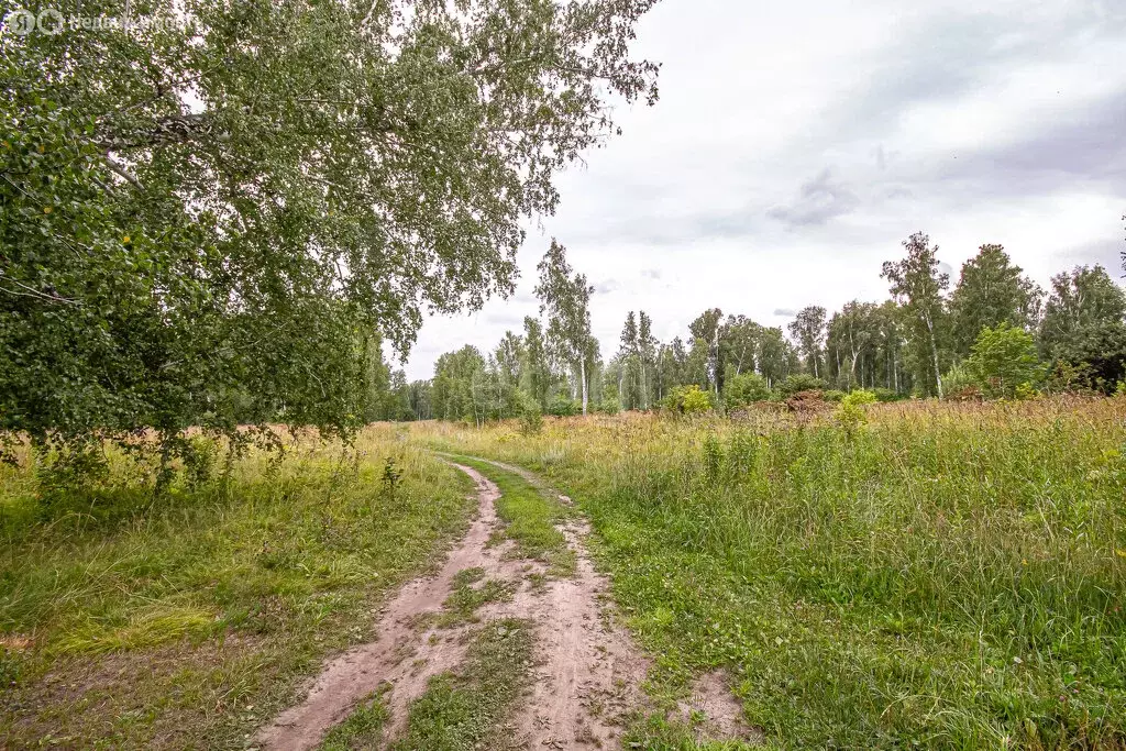 Участок в Новосибирский район, Каменский сельсовет, село Каменка (10 ... - Фото 1
