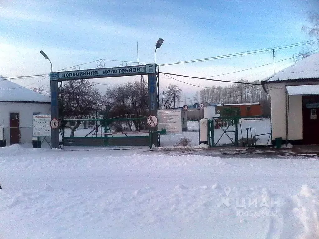 Половинное новосибирская область. Половинное Краснозерский район Новосибирская область. Новосибирск, Краснозерский район, с Половинное. Село Новосибирская область Краснозерский район село Половинное. КХ Урожайное Краснозерский район Новосибирская область.