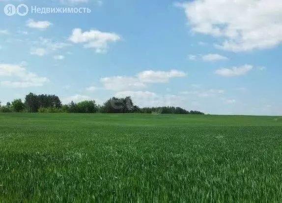 Участок в Курганская область, Кетовский муниципальный округ, село ... - Фото 1