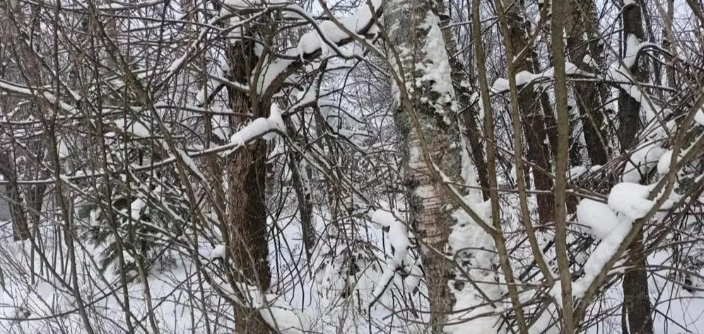 Участок в Московская область, Дмитровский муниципальный округ, д. ... - Фото 0