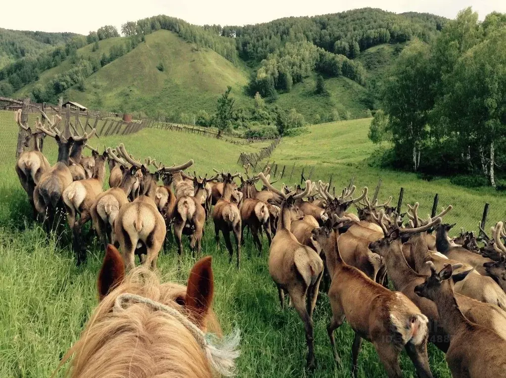 Участок в Алтайский край, Солонешенский район, с. Чегон  (1033.8 сот.) - Фото 1