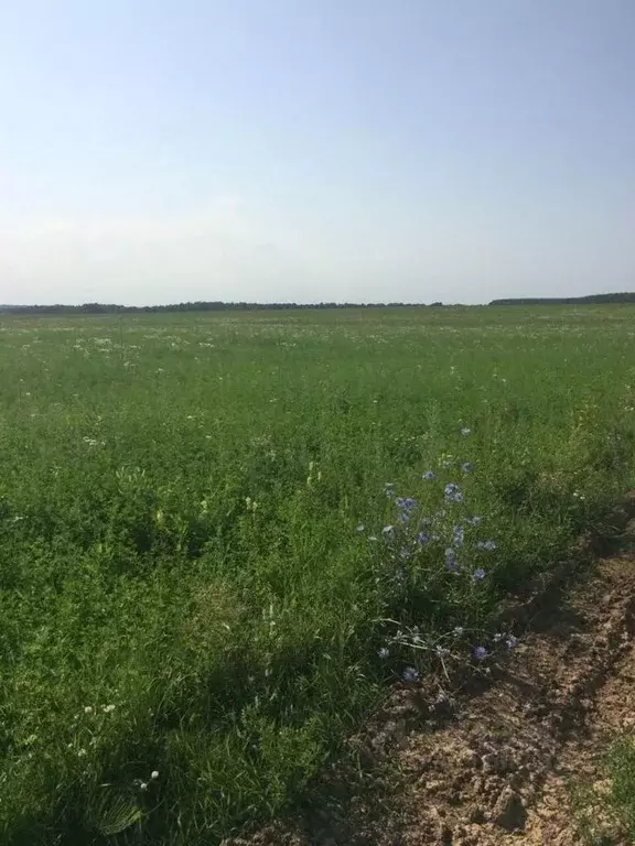 Участок в Калужская область, Бабынинский муниципальный округ, ... - Фото 2