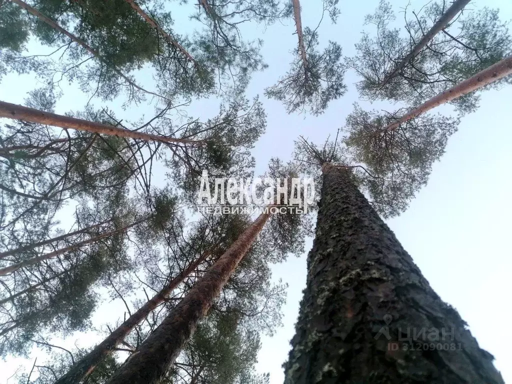 Участок в Ленинградская область, Приозерский район, Ларионовское ... - Фото 0