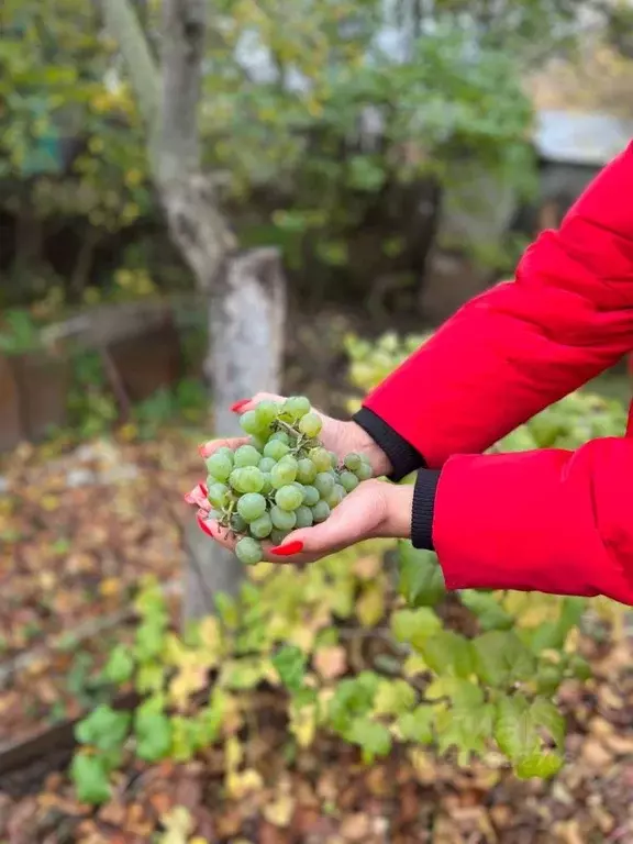 Дом в Татарстан, Казань Спартак СНТ, 55 (25 м) - Фото 2