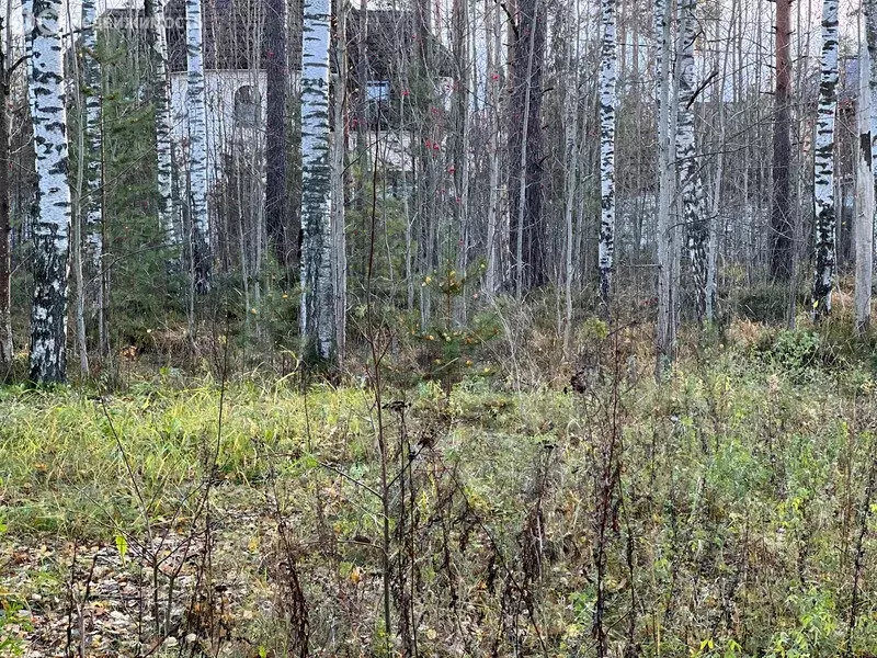 Участок в Сертолово, ДНП Берёзовая роща (12 м) - Фото 0