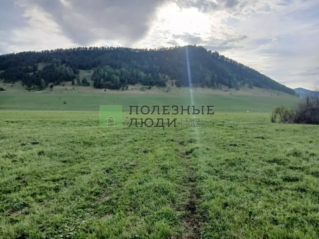 Участок в Алтайский край, Хабарский район, с. Топольное Школьная ул. ... - Фото 0