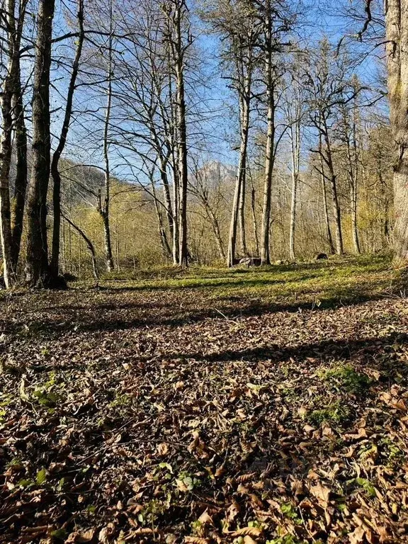 Участок в Краснодарский край, Сочи городской округ, Красная Поляна пгт ... - Фото 2