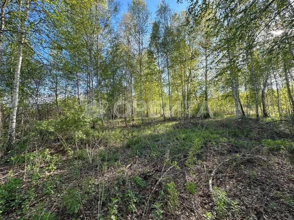 Участок в Тюменская область, Тюмень Якорь садовое товарищество, ул. ... - Фото 1