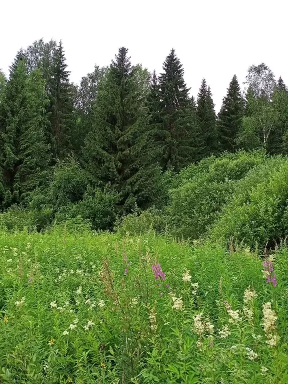 Участок в Карелия, Лахденпохья ул. Суворова (30.0 сот.) - Фото 2