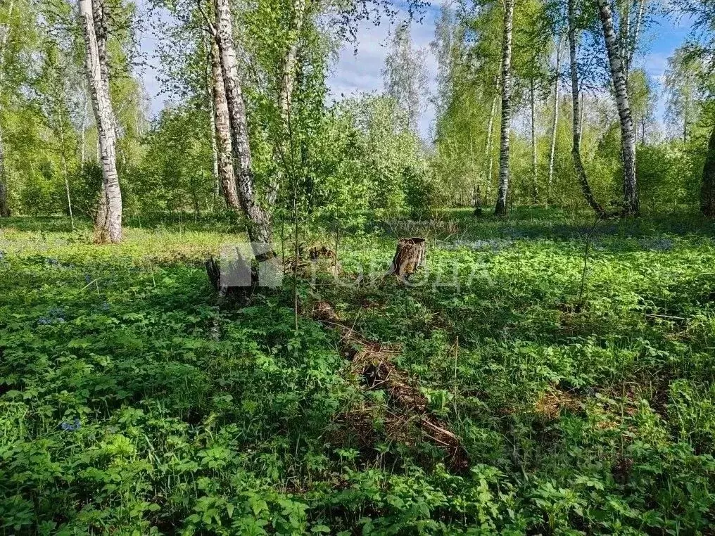 Участок в Новосибирская область, Новосибирский район, Каменский ... - Фото 1