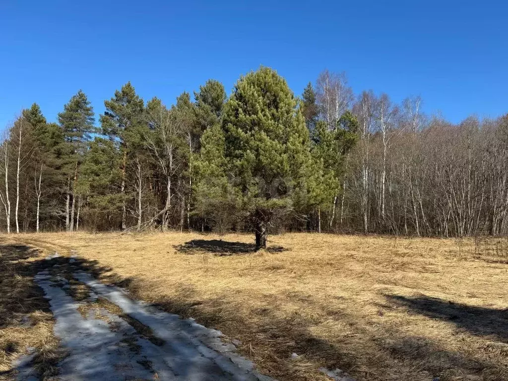 Участок в Костромская область, Красносельский район, Шолоховское ... - Фото 1