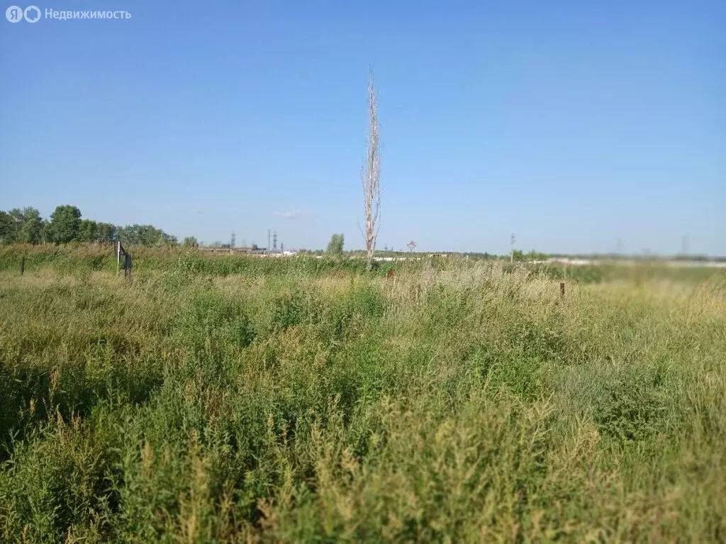 Участок в Омск, садовое некоммерческое товарищество Птицевод, 4-я ... - Фото 1