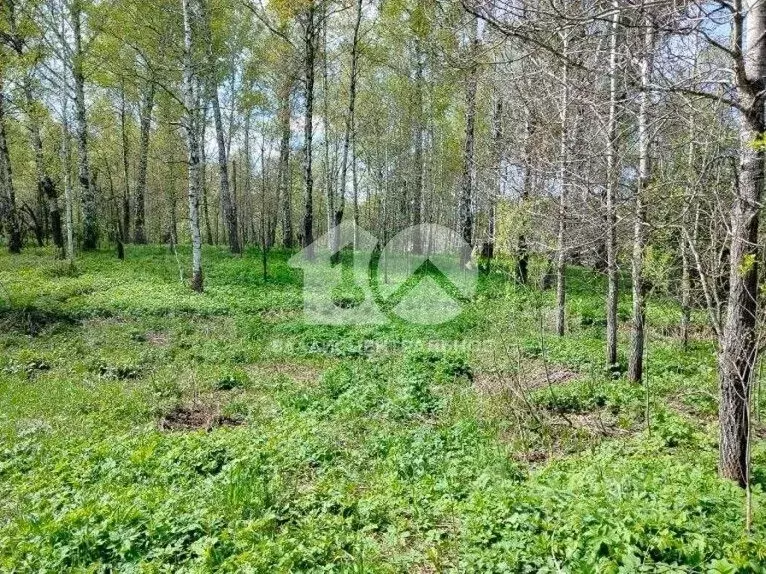 Участок в Новосибирская область, Новосибирский район, Каменский ... - Фото 1