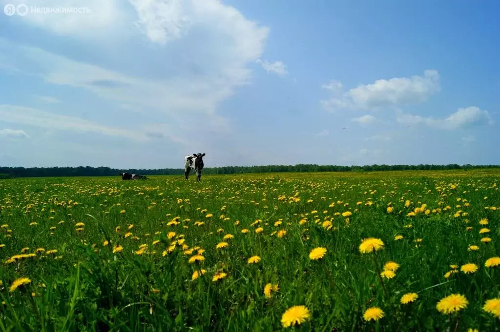 Участок в деревня Суровка, Новая улица (14.79 м) - Фото 2