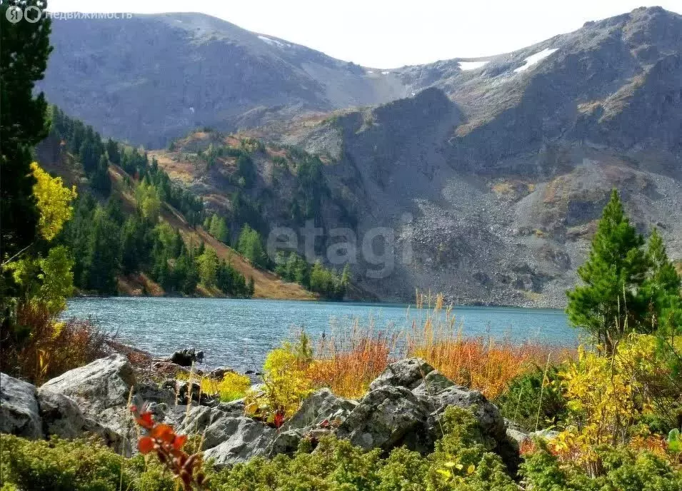 Участок в Усть-Коксинский район, село Верх-Уймон (1200 м) - Фото 2