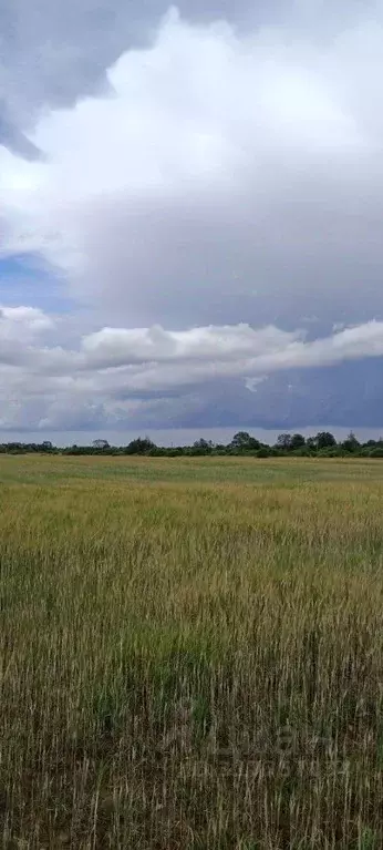 Участок в Новгородская область, Старорусский район, Наговское с/пос, ... - Фото 1