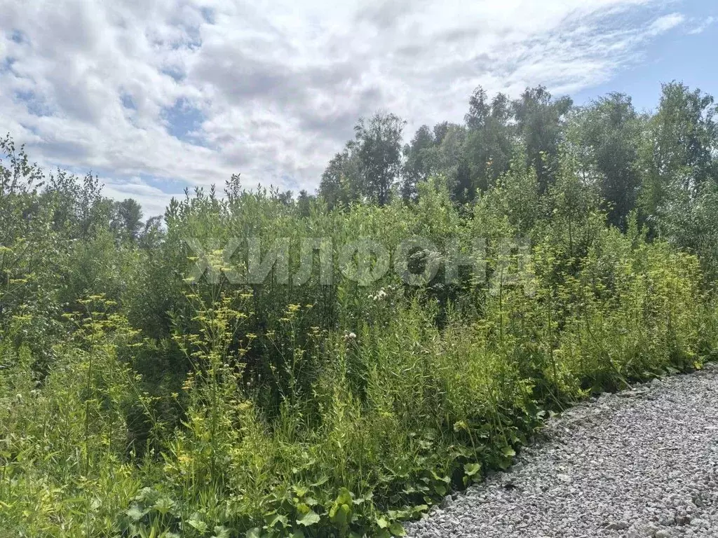 Участок в Новосибирская область, Новосибирск Золотая Горка СНТ, аллея ... - Фото 1