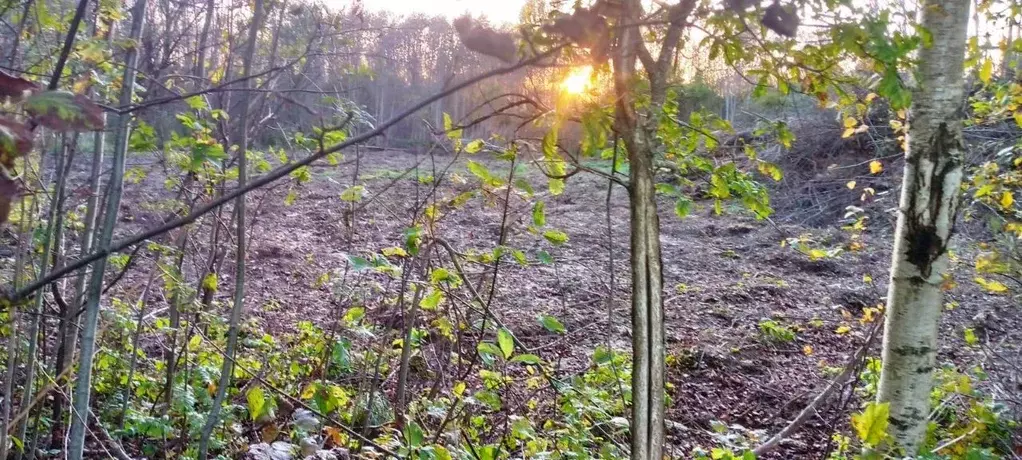 Участок в Псковская область, Псков ул. Толбинская (15.0 сот.) - Фото 1