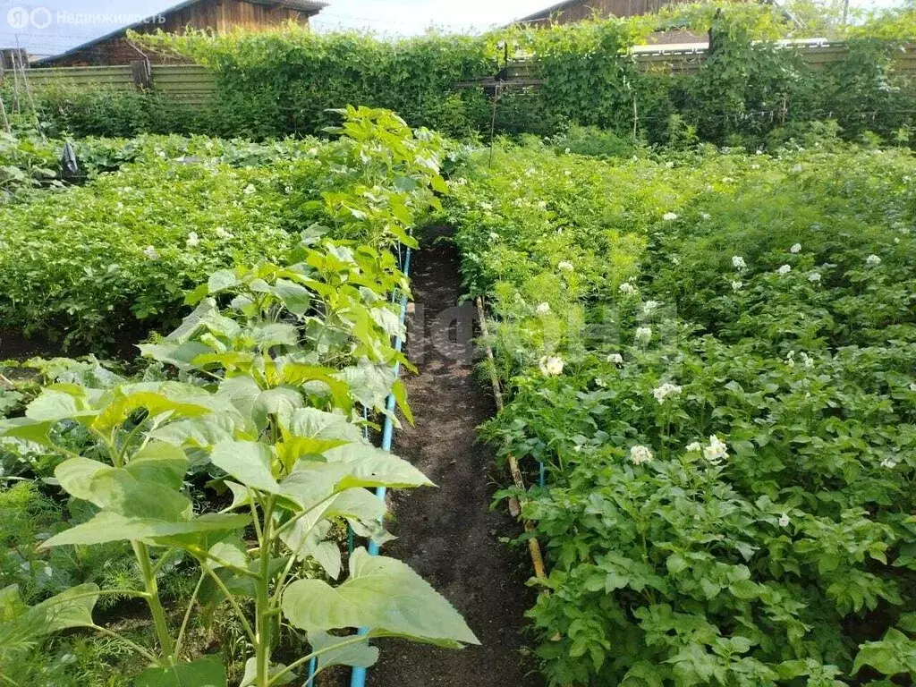 Дом в Борзя, улица Дзержинского (183.9 м) - Фото 1