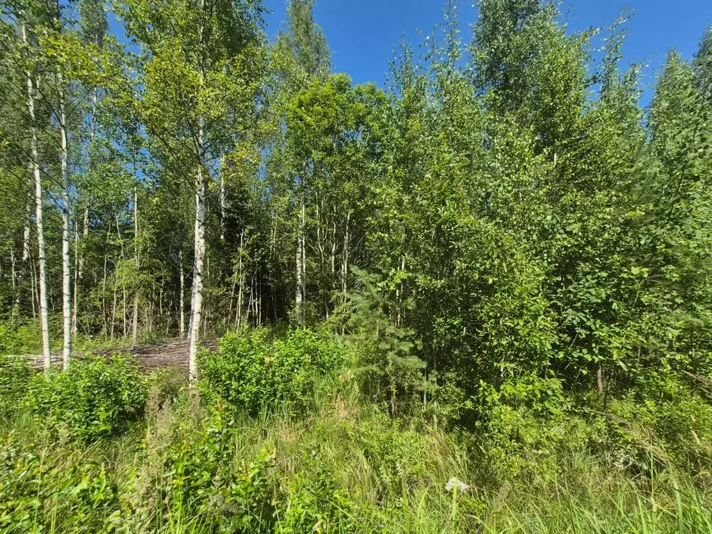 Участок в Ленинградская область, Гатчинский муниципальный округ, ... - Фото 2