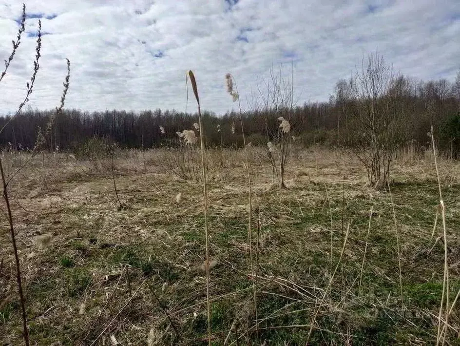 Участок в Новгородская область, Новгородский район, Борковское с/пос, ... - Фото 1