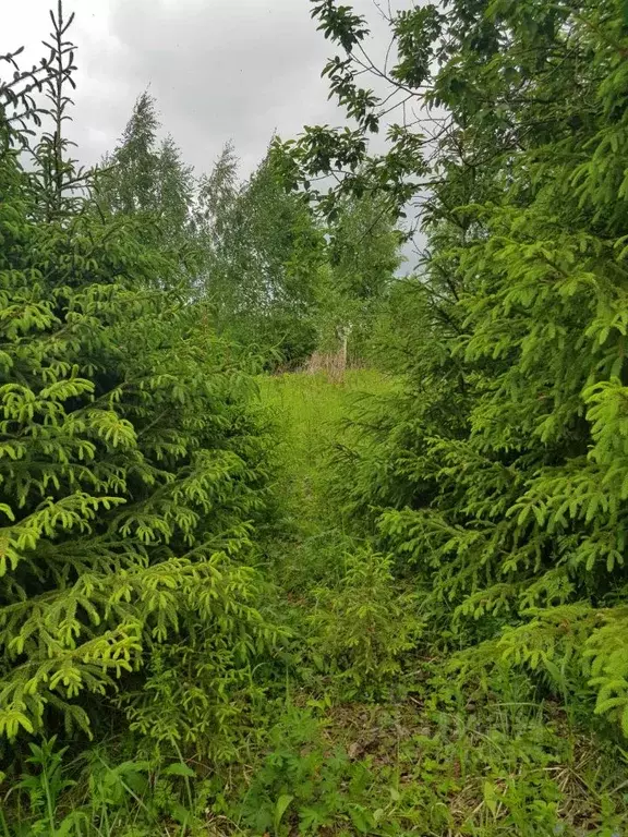 Участок в Вологодская область, Дубрава садоводческое товарищество  ... - Фото 1