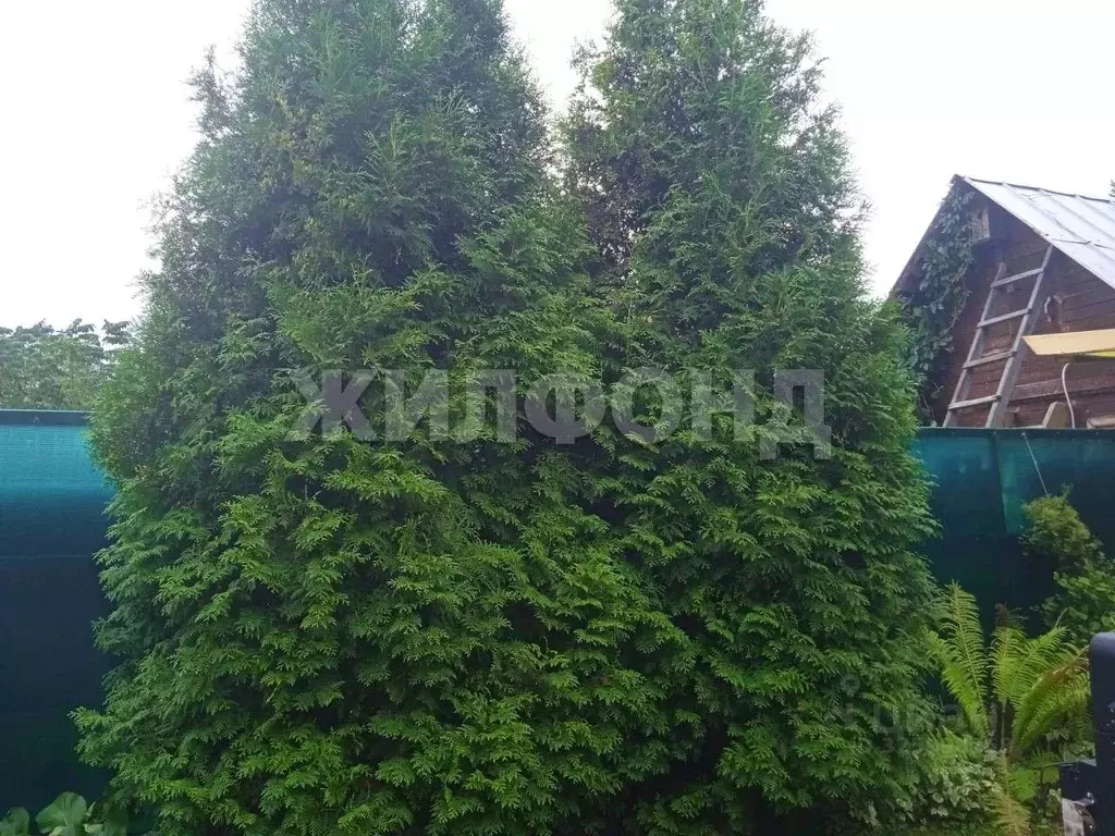 Дом в Новосибирская область, Новосибирский район, Кудряшовский ... - Фото 2