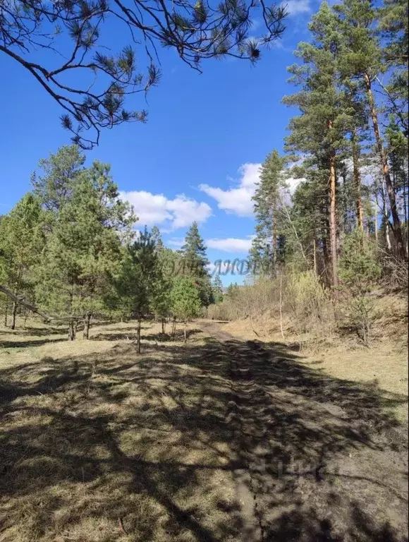 Участок в Алтай, Чемальский район, Узнезинское с/пос, с. Узнезя  (12.0 ... - Фото 0