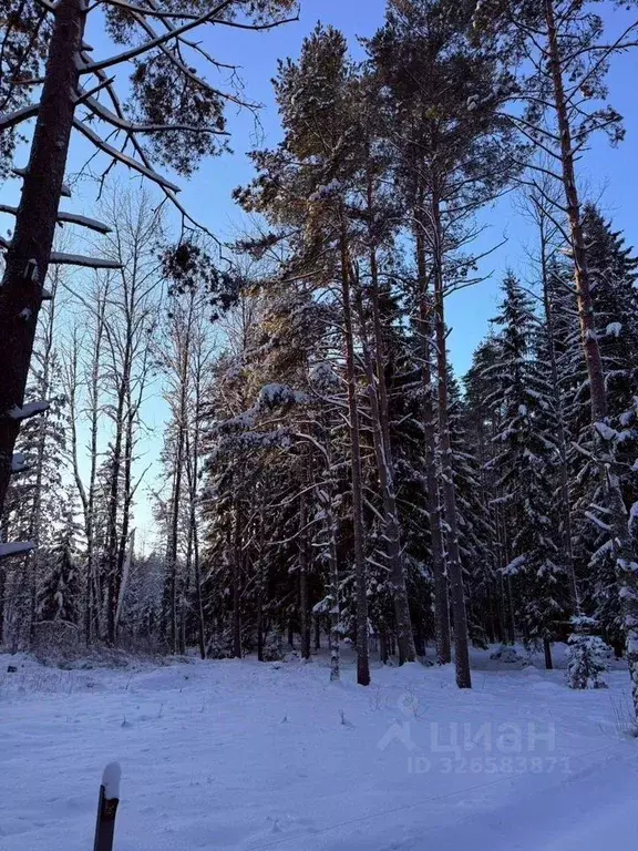 Участок в Санкт-Петербург пос. Репино, Песочная ул., 6аБ (13.0 сот.) - Фото 1