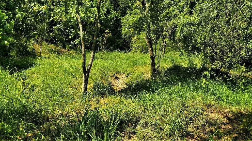 Участок в Краснодарский край, Сочи Долина СТ,  (4.0 сот.) - Фото 1