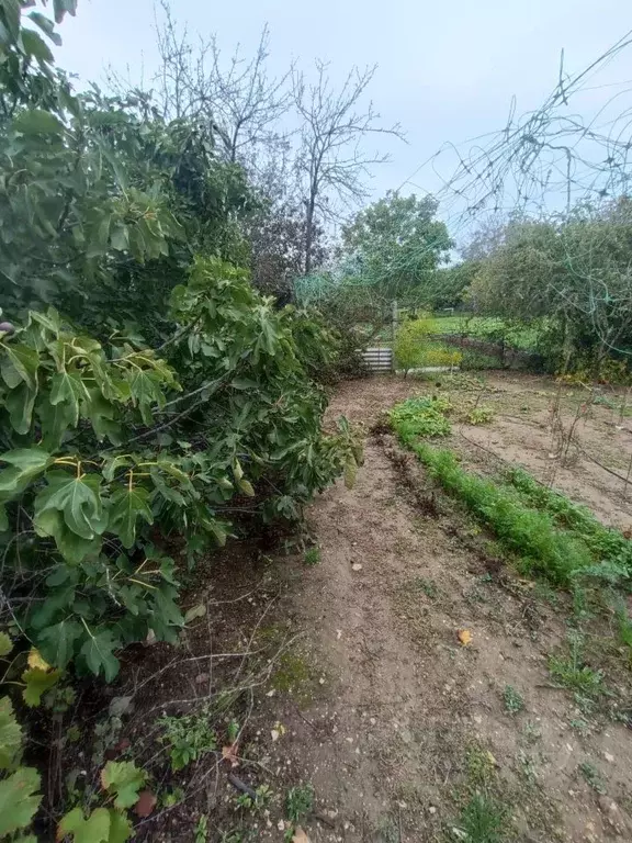 Участок в Севастополь СНТ Эдельвейс ТСН, ул. Эдельвейсовая, 28А (8.7 ... - Фото 1