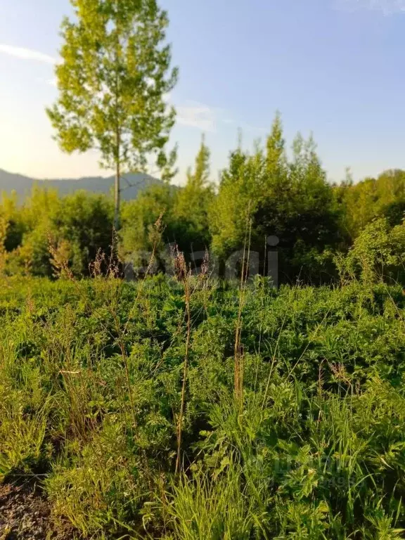 Участок в Алтай, Майминский район, Манжерокское с/пос, с. Озерное ул. ... - Фото 1