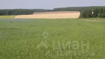 Участок в Чувашия, Цивильский муниципальный округ  (468.0 сот.) - Фото 0