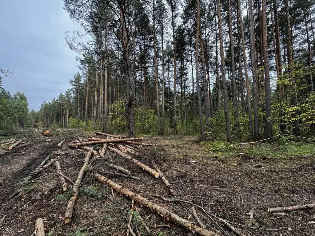 Участок в Свердловская область, Сысертский муниципальный округ, Репка ... - Фото 1