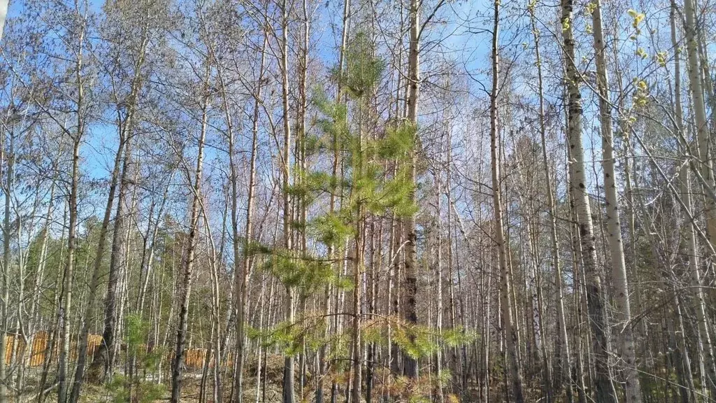 Участок в Иркутская область, Иркутский муниципальный округ, с. ... - Фото 0