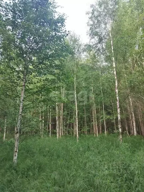 Участок в Ханты-Мансийский АО, Ханты-Мансийск Кооператор СОТ,  (10.5 ... - Фото 1