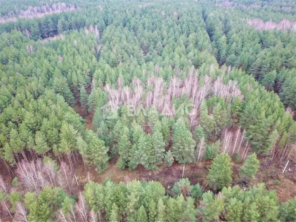 Участок в Владимирская область, Судогодский район, Вяткинское ... - Фото 0