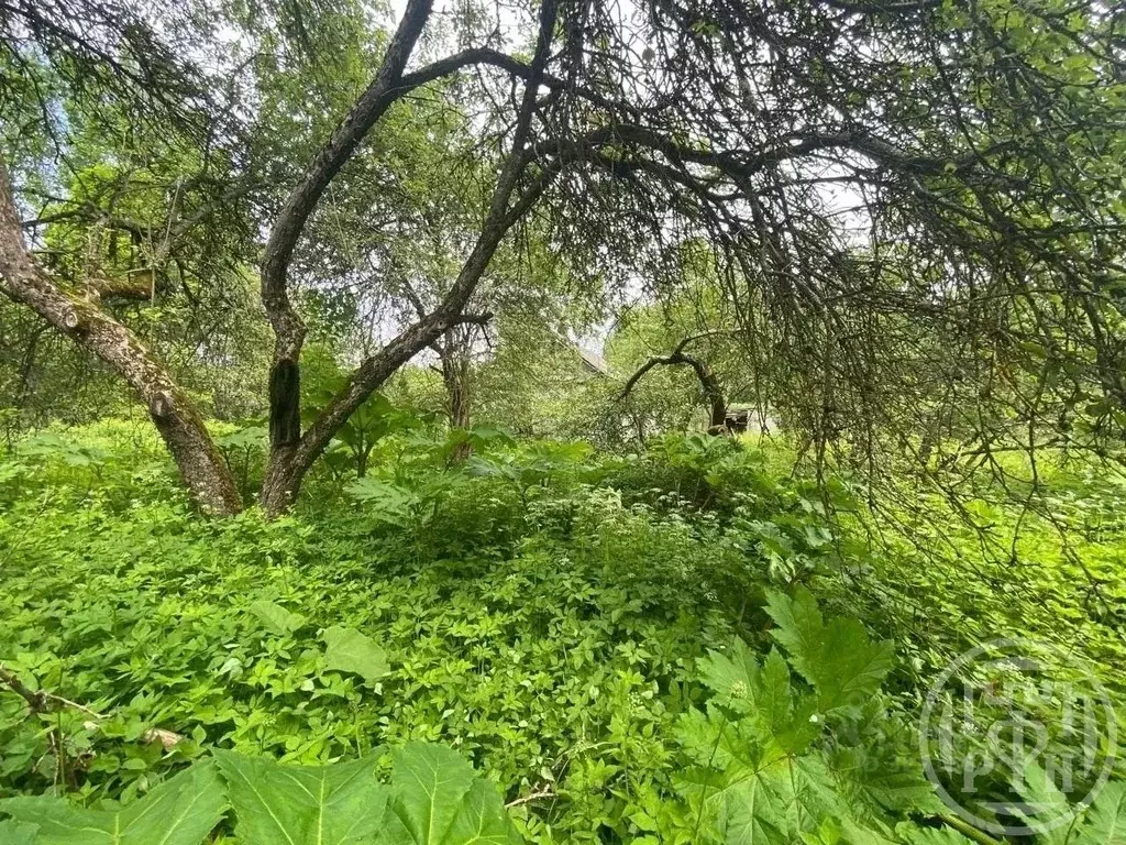 Участок в Новгородская область, Малая Вишера ул. Гагарина, 14 (10.0 ... - Фото 2