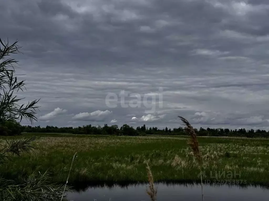 Участок в Амурская область, Благовещенский район, с. Егорьевка  (99.23 ... - Фото 2