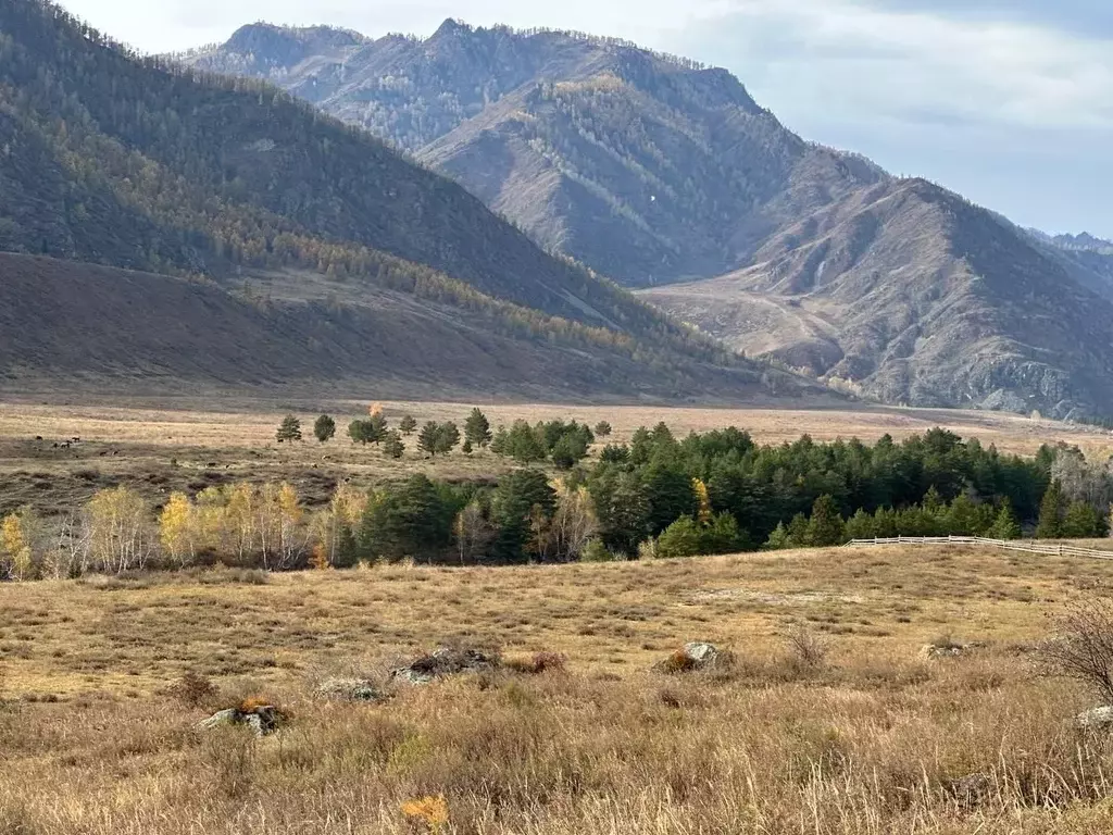 Участок в Алтай, Чемальский район, с. Куюс Центральная ул. (100.0 ... - Фото 1