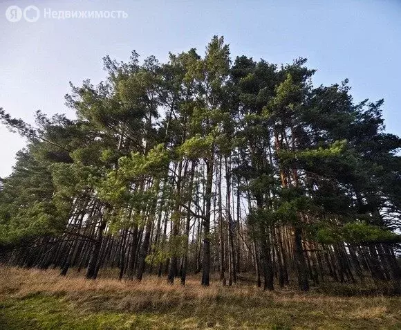 Участок в Орловский муниципальный округ, село Сабурово (1 м) - Фото 0