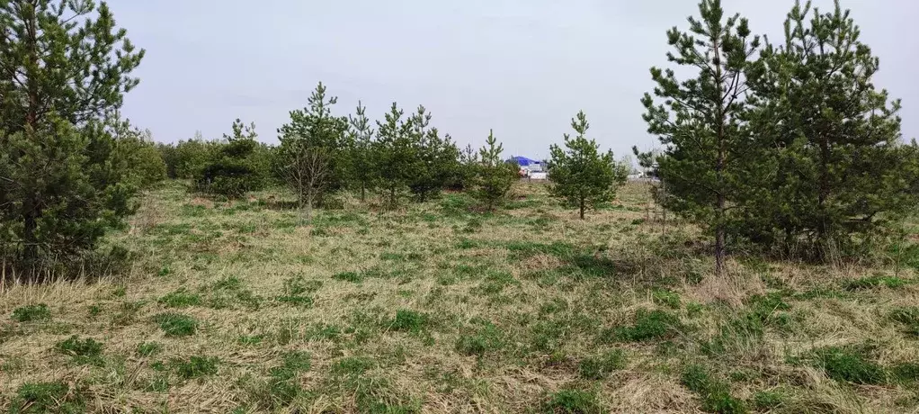 Участок в Владимирская область, Киржачский муниципальный округ, с. ... - Фото 0