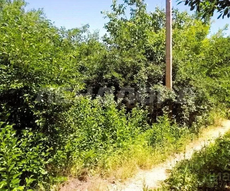 Участок в Ростовская область, Родионово-Несветайский район, ... - Фото 2