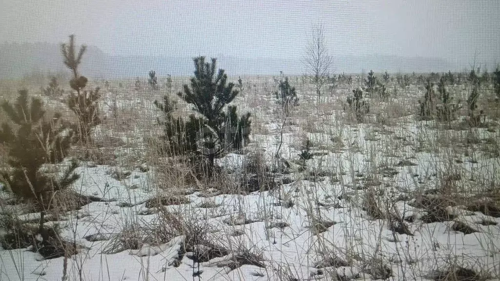 Участок в Тульская область, Алексин городской округ, д. Мясоедово  ... - Фото 1